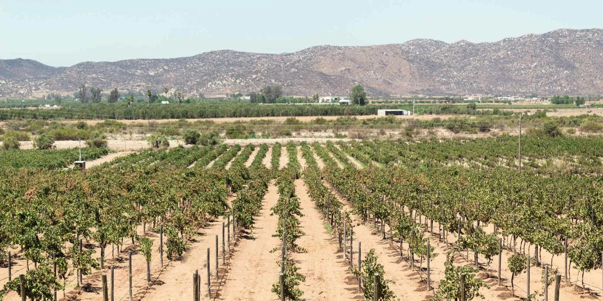 Ruta del Vino del Valle de Guadalupe Baja California