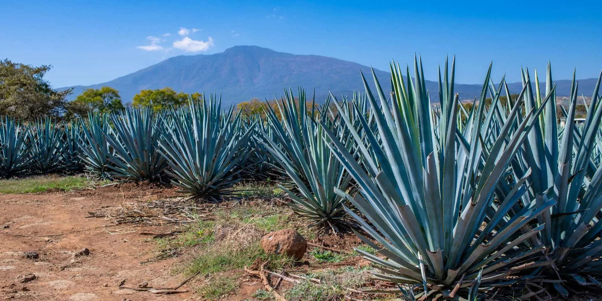 Tequila Jalisco Pueblo Mágico Agaves