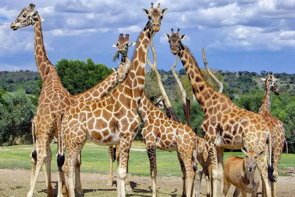 africam safari puebla historia