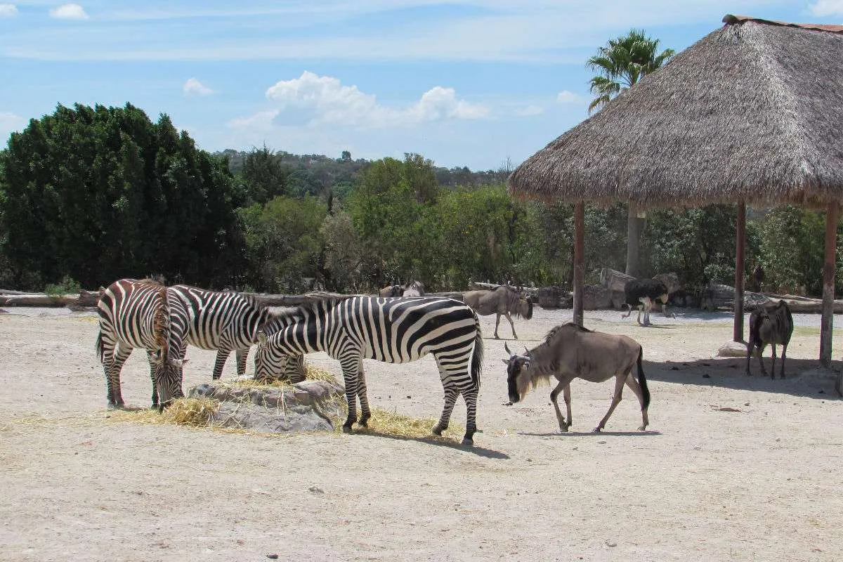 africam safari puebla informacion