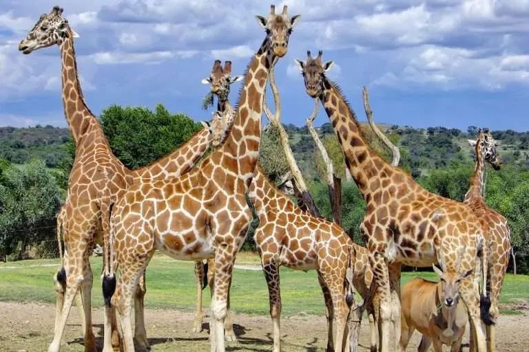 Africam Safari Puebla