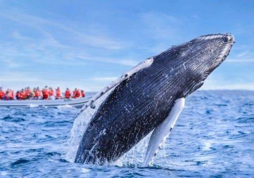 Santuario de ballenas de El Vizcaíno - BAJA CALIFORNIA SUR