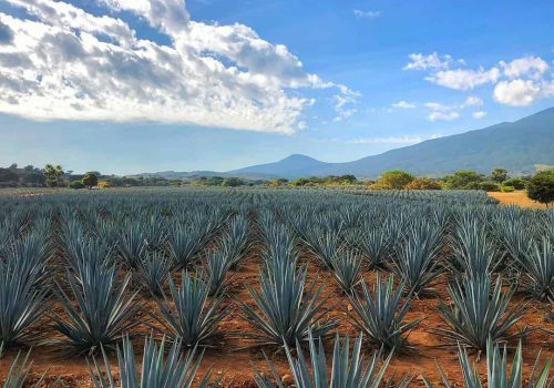 Agave Landscape and Ancient Industrial Facilities of Tequila