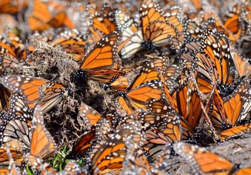 Estado de Michoacan Mariposas