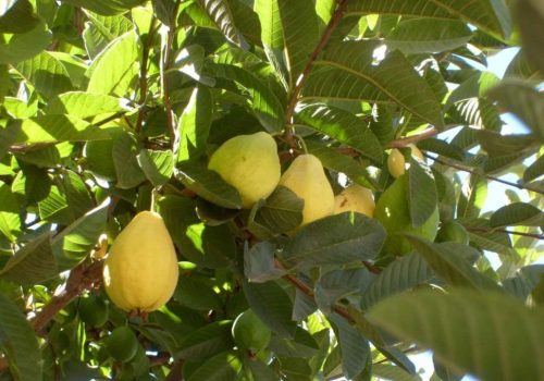 Guayaba Calvillo Aguascalientes