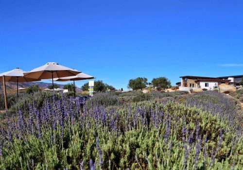 Aires de Lavanda