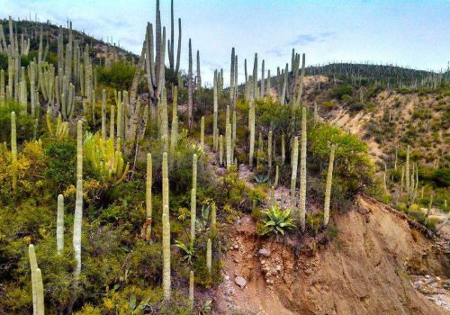 Valle de Tehuacán -Cuicatlán - 2 ESTADOS